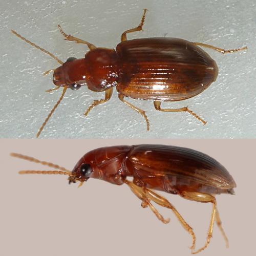 Réf. 237 617 : Bradycellus verbasci